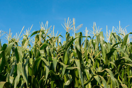 corn field
