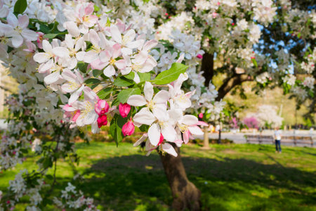 cherry blossom at park