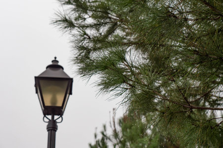 pine tree on winter rain with lamp-horizontal 2の写真素材