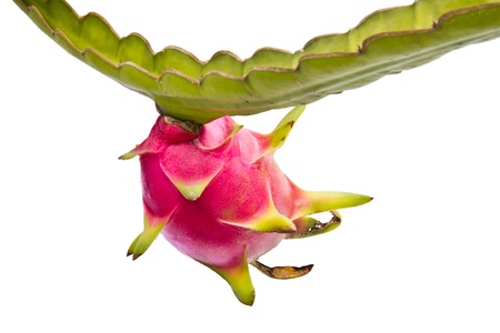 Dragon fruit on its tree isolated on white backgroundの写真素材