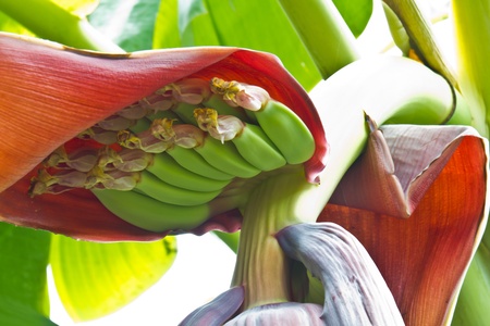 Close-up of cluster of unripe banana fruitの写真素材