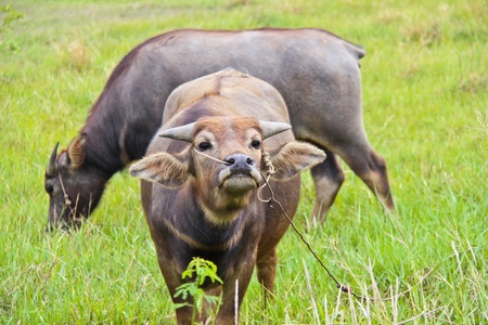 Two young buffaloes in the field in Thailandの写真素材