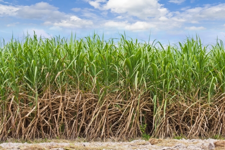 Sugarcane field in cloudy sky in Thailandの写真素材