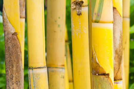 Close up of yellow bamboo, shallow DOFの写真素材