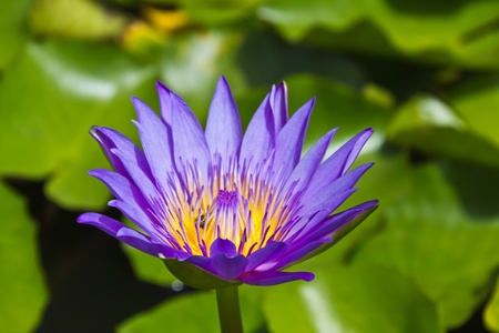 Close up of purple lotus flower in the pondの写真素材