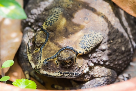Close up of asian common toad in its habitatの写真素材