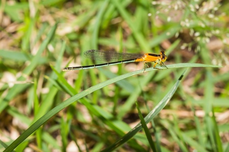 Close up of colorful damselfly with orange head and body  thorax , green abdomen, orange tail