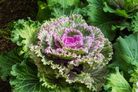 Close up of decorative cabbage in the garden, northern Thailandの写真素材