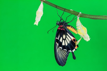 Close up of newly born great mormon butterfly, just after its emerging, clinging beside its pupal...
