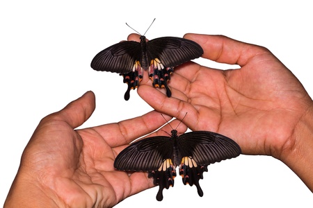 Common Mormon butterflies perching on human hand, isolated on white backgroundの写真素材