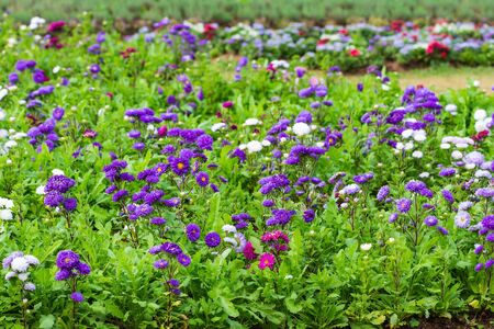 Purple and white dahlia flowerbed in northern Thailandの写真素材