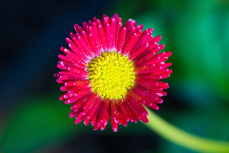 Close up of daisy flower with red petal and yellow stamen, top viewの写真素材