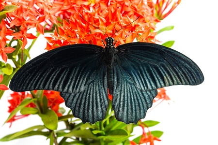 Close up of mail great mormon butterfly perching on red ixora flower, back sideの写真素材