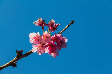 Close up of beautiful peach flowers against blue skyの写真素材