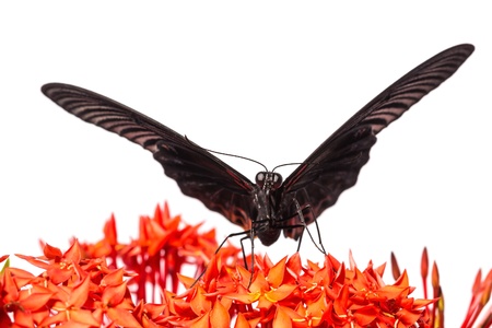 Close up of mail great mormon butterfly perching on red ixora flower, front viewの写真素材