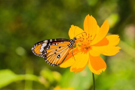 Close up of the Plain Tiger butterfly feeding on cosmos flowerの写真素材