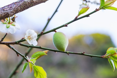 Young Chinese plum fruit and plum blossom  flower  on its treeの写真素材