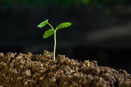 Green sprout growing from ground, new or start or beginning conceptの写真素材