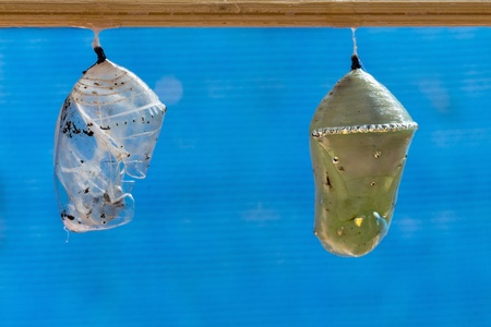 Close up of a Plain Tiger butterfly pupa and a pupal caseの写真素材