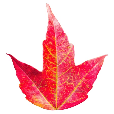 Colorful fall maple leaf isolated on white background