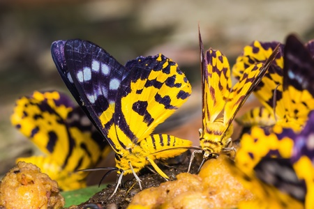 Close up of Dysphania militaris moths feeding in day timeの写真素材