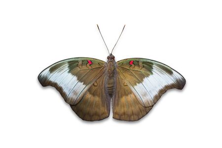 Close up of Redspot Duke  Euthalia evelina annamita  butterfly, isolated on white background with clipping pathの写真素材