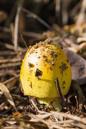 Amanita stirps Hemibapha (Hed Kai Laung in Thai), yellow egg shape mushroom in its habitatの写真素材