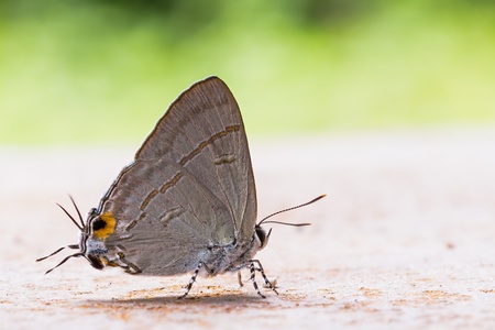 Close up of common tit  Hypolycaena erylus  butterflyの写真素材