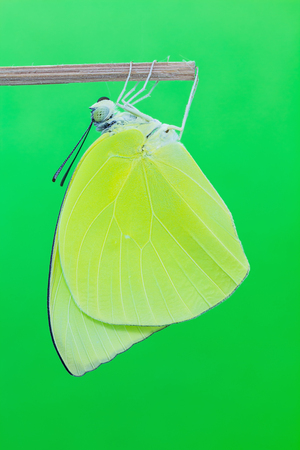 Close up of newly born common emigrant or lemon emigrant  Catopsilia pomona  butterfly clinging on stick on green backgroundの写真素材