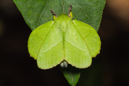 Close up of male roseapple caterpillar moth or small-tent moth  Trabala pallida walker  in natureの写真素材