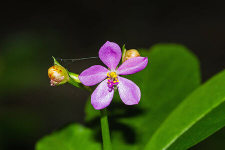 Close up of pink little flower in nature, in national park, Thailandの写真素材