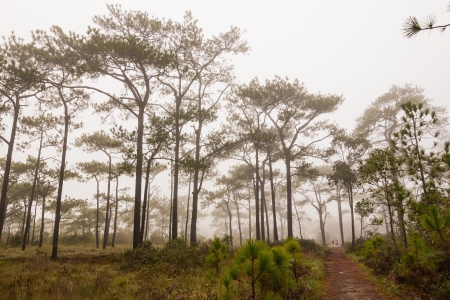 Treking in the mist through Pinus merkusii pine trees forest on Phu Kradueng national park, Thailandの写真素材