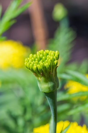 Close up of marigold  Tagetes erecta L   budの写真素材