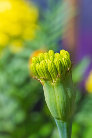 Close up of marigold  Tagetes erecta L   budの写真素材