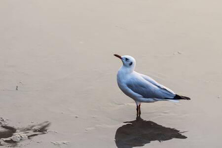 Seagull standing on swamp at Bangpu, Thailandの写真素材