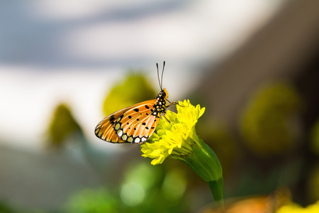 Close up of tawny coster  Acraea terpsicore or Acraea violae  butterfly perching on marigold flowerの写真素材