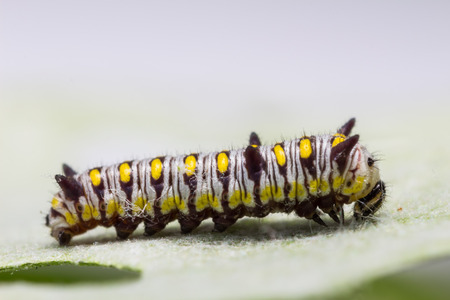 Close up of 3 days old plain tiger  Danaus chrysippus chrysippus  caterpillarの写真素材
