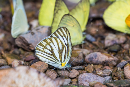 Close up of common gull (Cepora nerissa) butterfly puddling on the ground in natureの写真素材