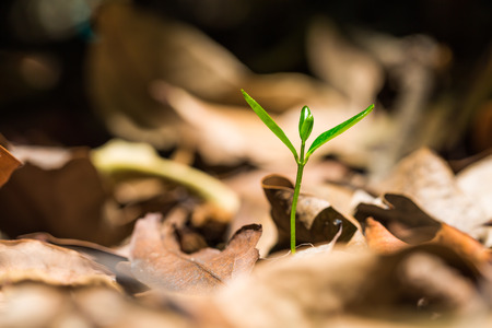 Green sprout germinates from ground cover with dried leaves in nature, new or start or beginning conceptの写真素材
