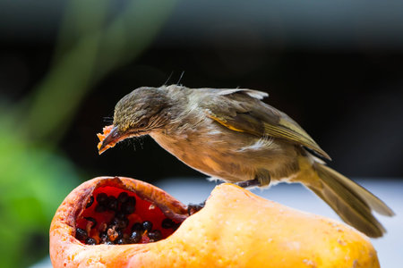 Streak-eared Bubul  Pycnonotus blanfordi  bird feeding on ripe papayaの写真素材