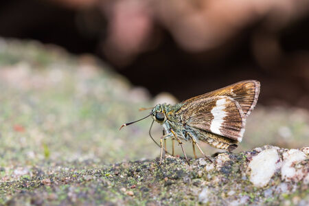Close up of Halpe zola butterfly  or skipper  mud puddling on the ground in natureの写真素材