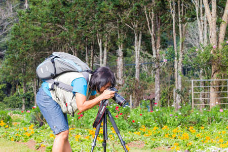 CHIANG MAI, THAILAND - 13 DECEMBER 2012 - Unidentified tourist woman takes photos of flowers in flowerbed garden at Doi Ang Khang.のeditorial素材