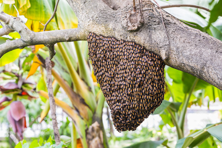 A giant honey bee swarm hanging from tree branchの写真素材