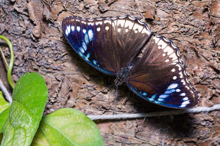 Close up of female Great Eggfly (Hypolimnas bolina) butterfly clinging on the tree trunk