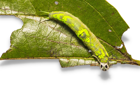 Close up of common Pasha (Herona marathus) caterpillar on its host plant leaf, isolated on white...