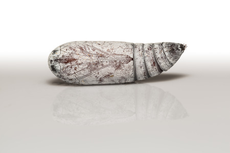 Close up of Castor Semi-Looper (Achaea janata) pupa with reflectionの写真素材
