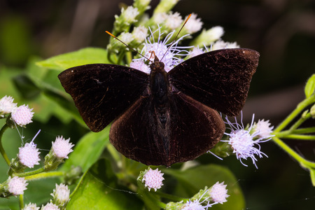 Close up of male Black Prince (Rohana tonkiniana siamensis) butterfly perching on flower, dorsal viewの写真素材