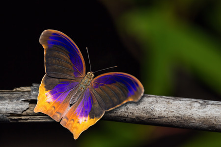 Close up of Great Assyrian (Terinos atlita) butterfly in nature, dorsal viewの写真素材