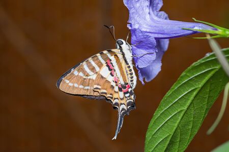Close up of Spot Swordtail (Graphium nomius) butterfly clinging on flower in natureの写真素材