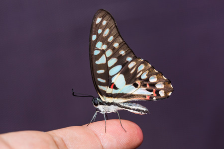 Close up of Common Jay (Graphium doson) butterfly perching on human fingerの写真素材